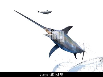 Jumping Swordfish su sfondo bianco Foto Stock