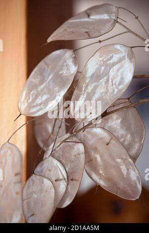 Onestà annuale, Lunaria annua, membrane in silicolo primo piano. Fotografia macro con onestà annuale Foto Stock