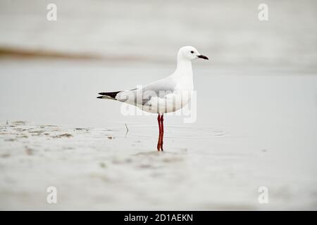 Hartlaub's Gull nel fiume Lower Berg, Velddddrif, Capo Occidentale Foto Stock