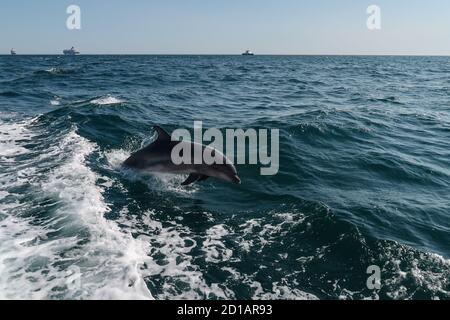 Delfini che nuotano al largo di Weymouth e Portland. Foto Stock