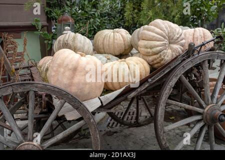 Zucche bianche giganti, appena raccolte dal campo di zucca, in vendita in un mercato, Turchia Foto Stock