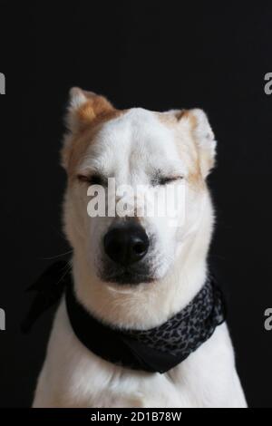 Un ritratto di un cane con gli occhi chiusi. Foto Stock