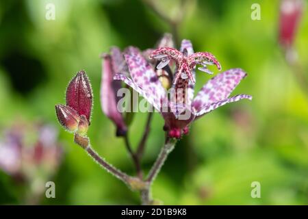 Primo piano di un giglio (tricyrtis formosana) fiore in fiore Foto Stock