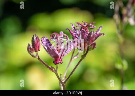 Primo piano di ninfee (tricyrtis formosana) fiori in fiore Foto Stock