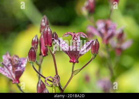 Primo piano di ninfee (tricyrtis formosana) fiori in fiore Foto Stock