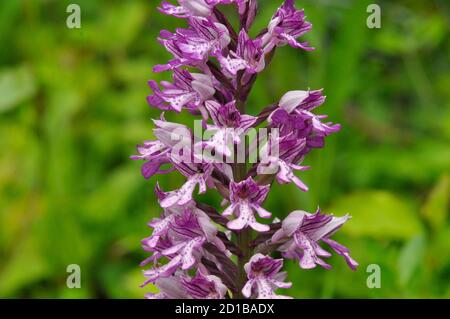 Military Orchid, Orchis militaris, Rare, Buckinghamshire, Regno Unito Foto Stock