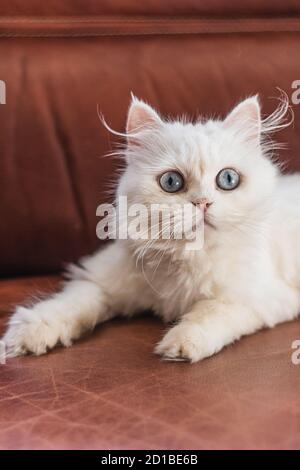 Gatto persiano bianco seduto in luoghi diversi e giocando Foto Stock