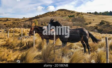 I cavalli in campagna Foto Stock