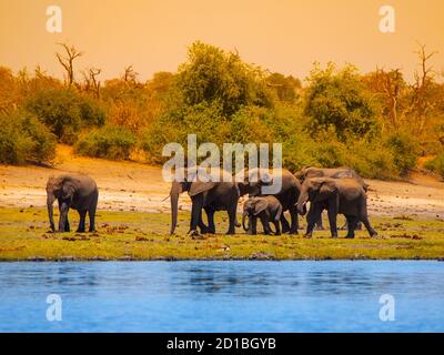 Famiglia di elefanti africani sul fiume in giornata di sole. Foto Stock