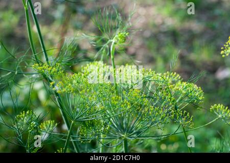 piante di finocchio selvatico in un prato di piccolo giallo fiori Foto Stock