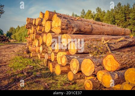 I tronchi di albero abbattuti giacciono in un palo lateralmente sul Strada nel bosco in una giornata di sole Foto Stock