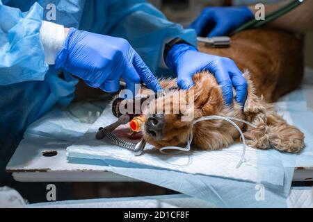 Close-up procedura di denti professionale la rimozione di cane in una clinica veterinaria. Cane anestetizzati sul tavolo chirurgico. Il Pet healthcare concetto. Foto Stock