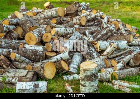 grande pila di legno di betulla vicino. albero è tagliato in tronchi, la casa o bagno è riscaldato con legno di betulla. Il legno di betulla è il combustibile migliore per la stufa Foto Stock