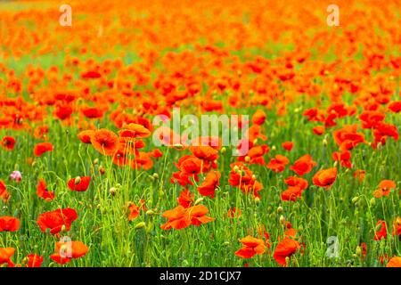 Campo di papavero nel cuore della germania Turingia, il sole sta arrivando e dà al papavero un tocco scintillante, Weckersdorf, Turingia Foto Stock