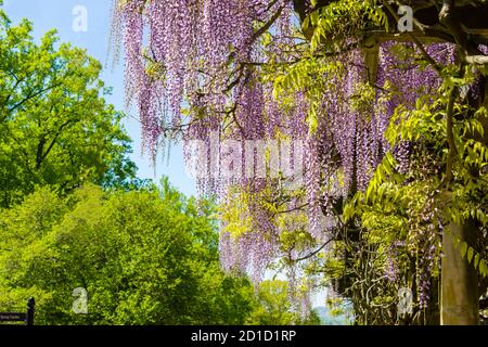 Terreno di proprietà Biltmore, Wisteria Foto Stock