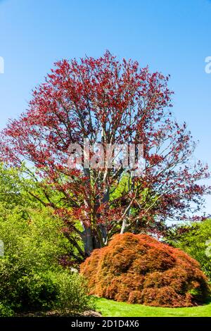 Biltmore Estate Grounds, Red Leaf Tree Foto Stock