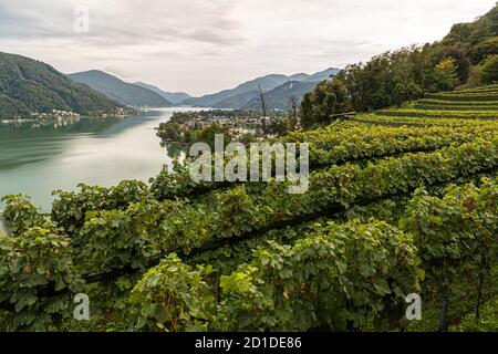 La migliore posizione nella cantina tenuta San Giogio che si affaccia sul Lago di Lugano, Circolo d'Agno, Ticino, Svizzera Foto Stock