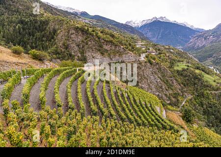 Il vigneto più alto del Visperterminen d'Europa Visp, Svizzera Foto Stock