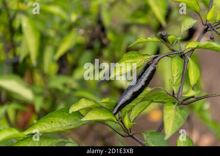 Primo piano di peperoncino nero in crescita Foto Stock