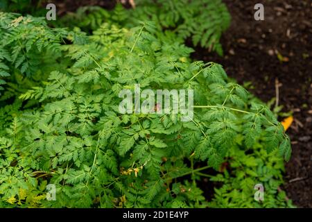 Foglie di hemlock velenoso (Conium maculatum) Foto Stock