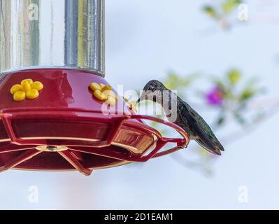 Il nettare di hummingbird di Anna femmina da un alimentatore-San Jose, California Foto Stock