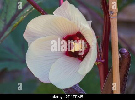 Okra Bloom Abelmoschus esculentus conosciuto anche come il dito delle Signore o orchro. Apprezzato per i suoi baccelli di semi verdi commestibili. Foto Stock