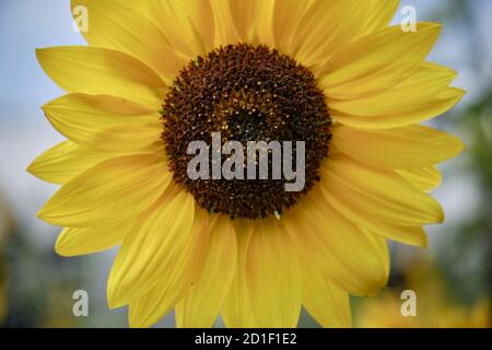 primo piano di dritto su un unico centro girasole Foto Stock