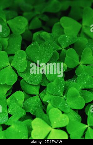 texture di trifoglio verde, sfondo shamrock Foto Stock