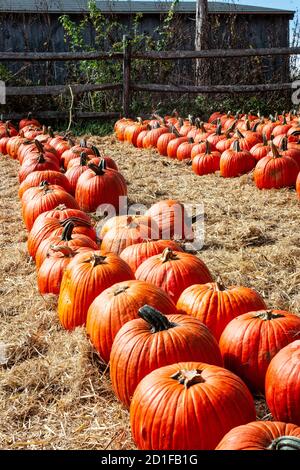 Una fila di zucche tagliate disposte su una coperta di paglia da un capannone di legno. Le zucche sono esposte per la vendita presso il New England Farm stand pronto per Foto Stock