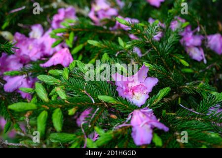 I petali di Rhododendron cadono sulla crescita del pino nuovo nelle montagne di Appalachi Foto Stock