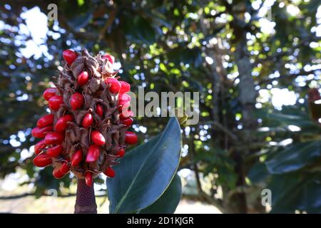 I semi rossi brillanti dell'albero della Magnolia contrastano con quelli lucidi foglie verdi Foto Stock