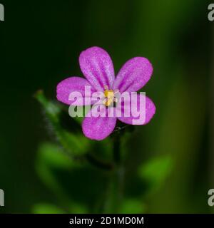 primo piano di geranio lucido, brillante cranesbill, su sfondo verde Foto Stock