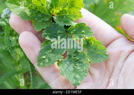 primo piano foglie di ribes affette da afidi di ribes bush malattia con rigonfiamenti. Foto Stock