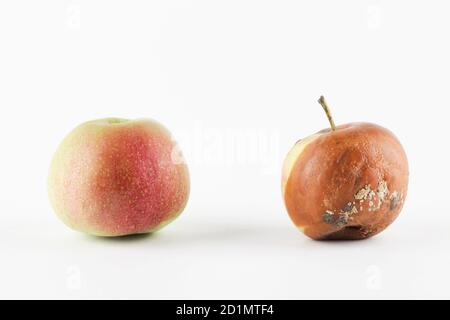 mela rossa fresca di fronte alla mela marcio su sfondo bianco.problema globale della fame. concetto di consumo eccessivo. copia spazio Foto Stock