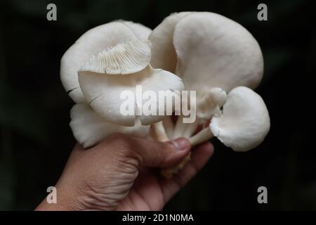 Fungo di Oyster o di Pleurotus in mano Foto Stock