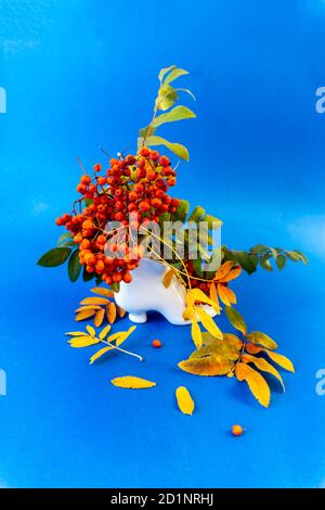 Autunno Still Life, cenere di montagna su sfondo blu. Splendido sfondo o tema dello screensaver sul telefono o sul computer Foto Stock