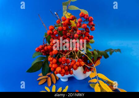 Autunno Still Life, cenere di montagna su sfondo blu. Splendido sfondo o tema dello screensaver sul telefono o sul computer Foto Stock