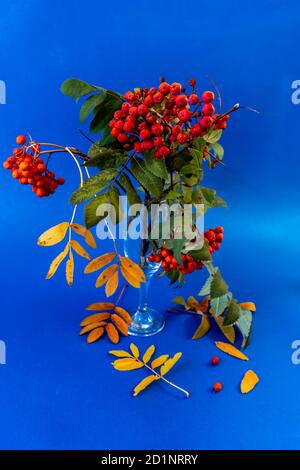 Autunno Still Life, cenere di montagna su sfondo blu. Splendido sfondo o tema dello screensaver sul telefono o sul computer Foto Stock