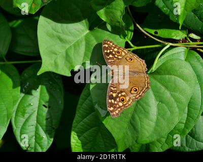 La farfalla di Limone Pansy (Junonia lemonias) con il modello simile agli occhi sulle ali, Insect su foglia con sfondo verde naturale , Thailan Foto Stock