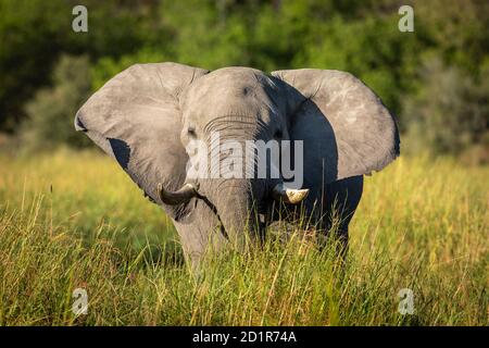 Elefante con grandi orecchie che cammina verso la macchina fotografica alla luce del sole del pomeriggio Nel fiume Khwai nel delta di Okavango in Botswana Foto Stock