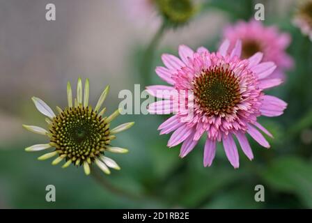 Echinacea Cherry lanugine (Coneflower) Foto Stock