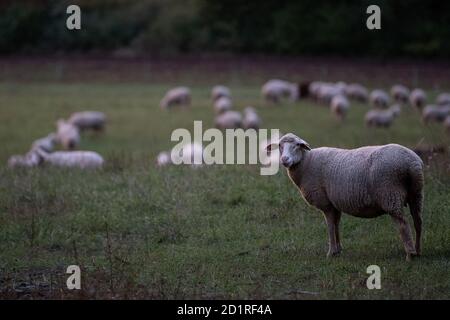 06 ottobre 2020, Baden-Wuerttemberg, Tübingen: Le pecore sono in un pascolo. (A dpa 'gli agricoltori di Heep prendere le scorte di proteggere i greggi dai lupi') Foto: Sebastian Gollnow/dpa Foto Stock