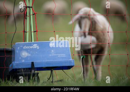 06 ottobre 2020, Baden-Wuerttemberg, Tübingen: Una pecora si trova dietro una recinzione che protegge il pascolo. (A dpa 'gli allevatori di heep prendono le scorte nella protezione delle mandrie dai lupi') Foto: Sebastian Gollnow/dpa Foto Stock