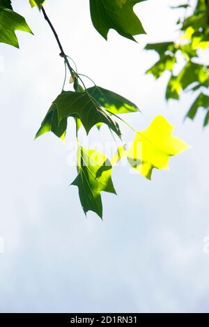 Liriodendron tulipifera - conosciuto come l'albero del tulipano Foto Stock