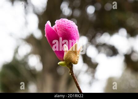Magnolia Tulip Tree su sfondo blu cielo. Fiori rosa Magnolia sullo sfondo fiorito dell'albero di magnolia Foto Stock