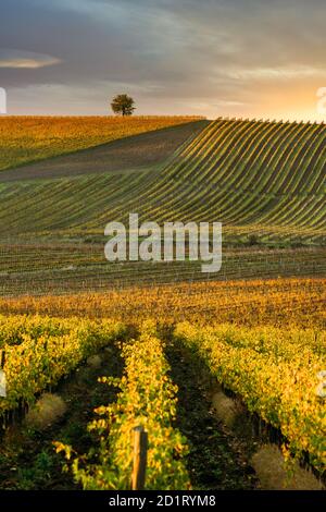 Regione del Chianti, cipressi e vigneti, paesaggio autunnale, Toscana Foto Stock