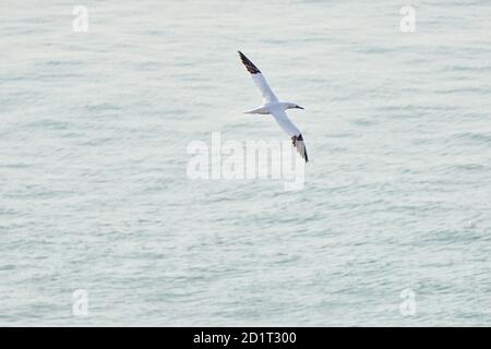 Una singola gannetta bianca e gialla vola sopra il mare dove il sole splende Foto Stock