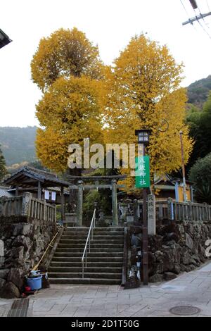 Scale, alberi gialli o ginkgo, e l'ingresso del Santuario di Yasaka Jinja dalla strada a Beppu, Oita. Preso nel dicembre 2019. Foto Stock