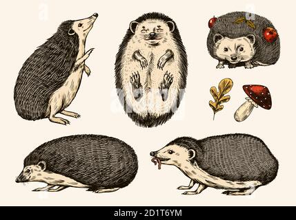 Set di hedgehog. Animale di foresta spinoso. Disegno vintage con incisione vettoriale per etichetta o poster. Illustrazione Vettoriale