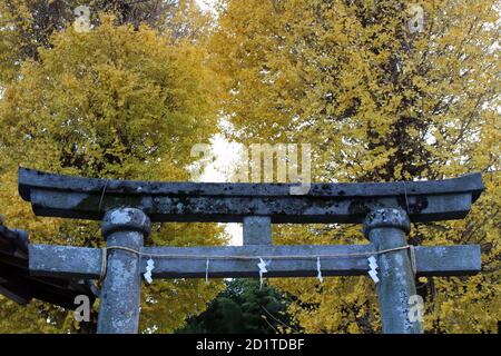 Alberi gialli e porta torii di ingresso del Santuario di Yasaka Jinja a Beppu. Preso nel dicembre 2019. Foto Stock